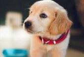 Pet Hub