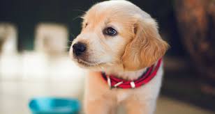 Pet Hub