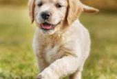Pet Hub