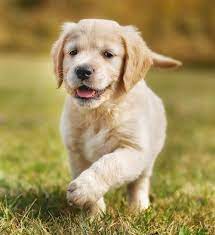 Pet Hub