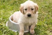 Pet Hub