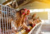 Kaanchi Vet Enterprises Caring for Animal Health with Excellence