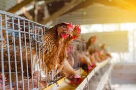 Kaanchi Vet Enterprises Caring for Animal Health with Excellence