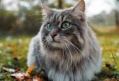 Krishnagiri Pets  Your One-Stop Destination for Pets, Care & Companionship