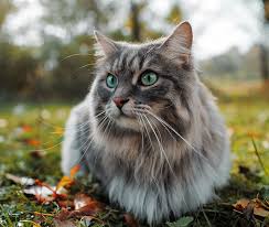 Krishnagiri Pets  Your One-Stop Destination for Pets, Care & Companionship