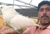 Krishnagiri Pets  Your One-Stop Destination for Pets, Care & Companionship