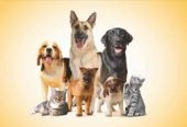 Thillai Pets & Clinic