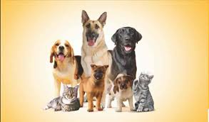 Thillai Pets & Clinic