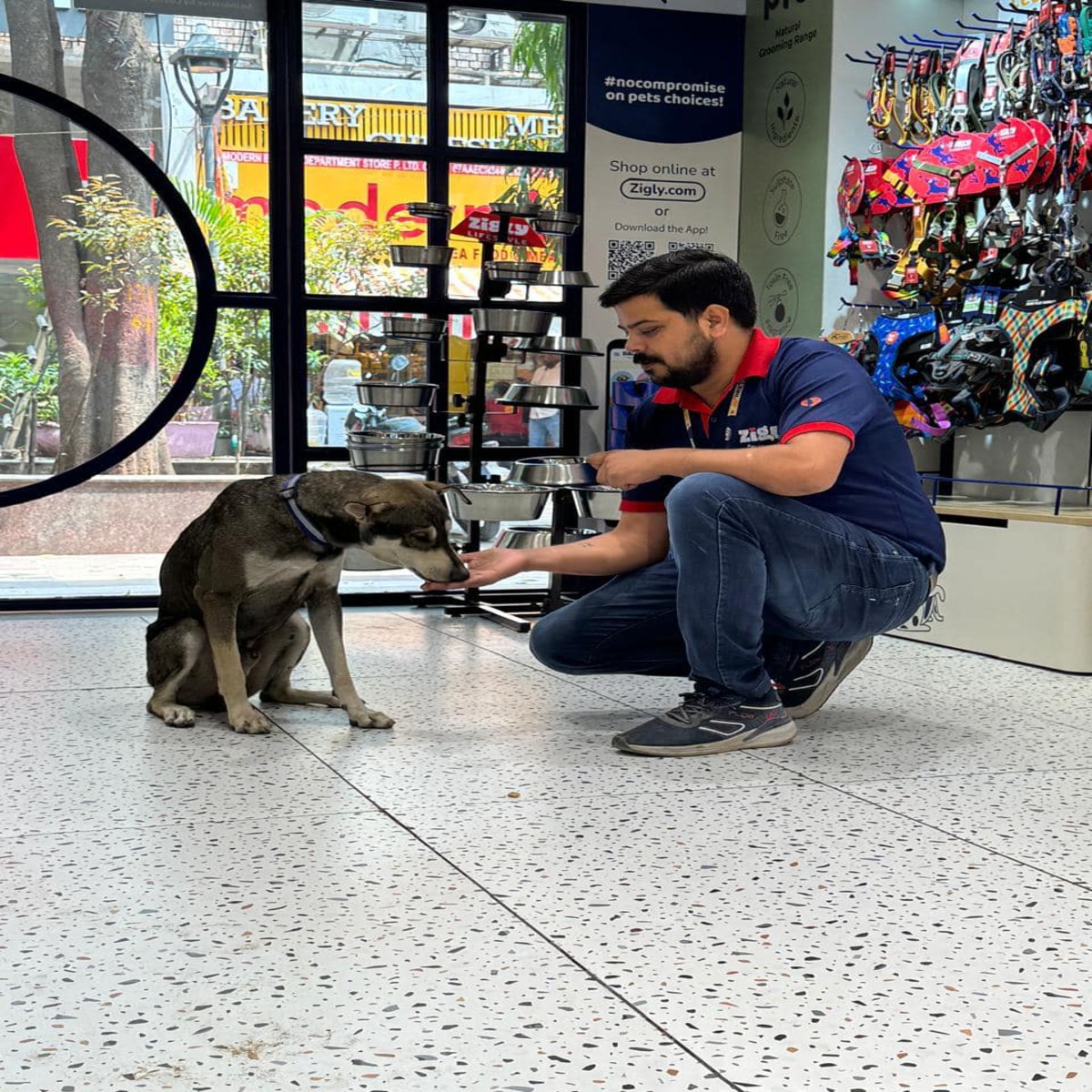 Zigly – Vet Clinic & Pet Care Hub | Where Pet Wellness Meets Compassionate Expertise