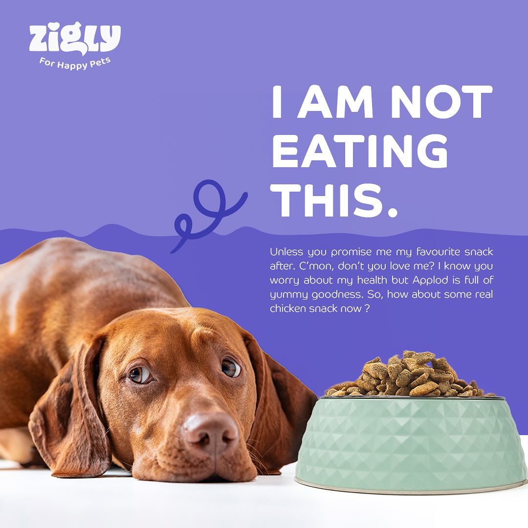 Zigly – Vet Clinic & Pet Care Hub | Where Pet Wellness Meets Compassionate Expertise