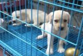 Pet City – Mahe, Puducherry | Your One-Stop Pet Shop for Furry Friends & Pet Essentials 🇮🇳