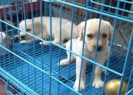Pet City – Mahe, Puducherry | Your One-Stop Pet Shop for Furry Friends & Pet Essentials 🇮🇳