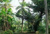 Kurian’s Organic Farms & Resorts – Kerala’s Sustainable Harvest & Nature Retreat
