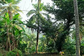 Kurian’s Organic Farms & Resorts – Kerala’s Sustainable Harvest & Nature Retreat