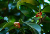 Kurian’s Organic Farms & Resorts – Kerala’s Sustainable Harvest & Nature Retreat