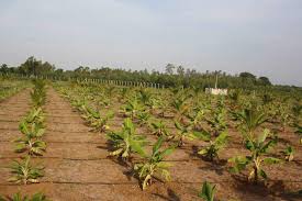 ICAR Krishi Vigyan Kendra, Ariyalur – Bridging Science and Farming