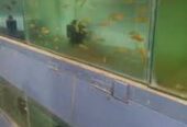 A to Z Aquarium 2.0 – Ariyalur’s Trusted Source for Ornamental Fish & Aquatic Supplies