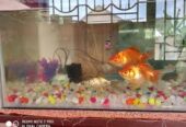 A to Z Aquarium 2.0 – Ariyalur’s Trusted Source for Ornamental Fish & Aquatic Supplies