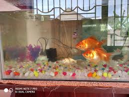A to Z Aquarium 2.0 – Ariyalur’s Trusted Source for Ornamental Fish & Aquatic Supplies