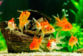 A to Z Aquarium 2.0 – Ariyalur’s Trusted Source for Ornamental Fish & Aquatic Supplies