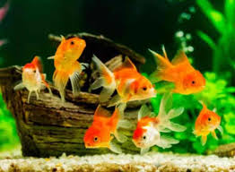A to Z Aquarium 2.0 – Ariyalur’s Trusted Source for Ornamental Fish & Aquatic Supplies