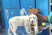 Thillai Pet Clinic – Trusted Veterinary Care in Ariyalur