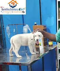Thillai Pet Clinic – Trusted Veterinary Care in Ariyalur