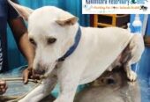 Kavimithra Veterinary Clinic – Trusted Pet & Livestock Care in Ariyalur