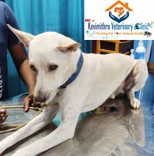 Kavimithra Veterinary Clinic – Trusted Pet & Livestock Care in Ariyalur