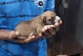 Compassionate Pet Care at Happy Paws Clinic – Trusted by Pet Parents in Ariyalur