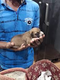 Compassionate Pet Care at Happy Paws Clinic – Trusted by Pet Parents in Ariyalur