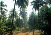 Kurian’s Organic Farms & Resorts – Kerala’s Sustainable Harvest & Nature Retreat