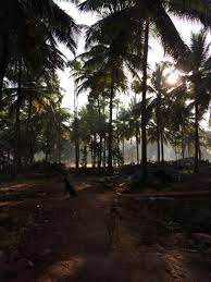 Kurian’s Organic Farms & Resorts – Kerala’s Sustainable Harvest & Nature Retreat
