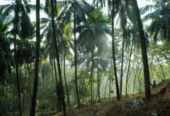 Kurian’s Organic Farms & Resorts – Kerala’s Sustainable Harvest & Nature Retreat
