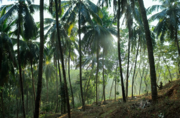 Kurian’s Organic Farms & Resorts – Kerala’s Sustainable Harvest & Nature Retreat